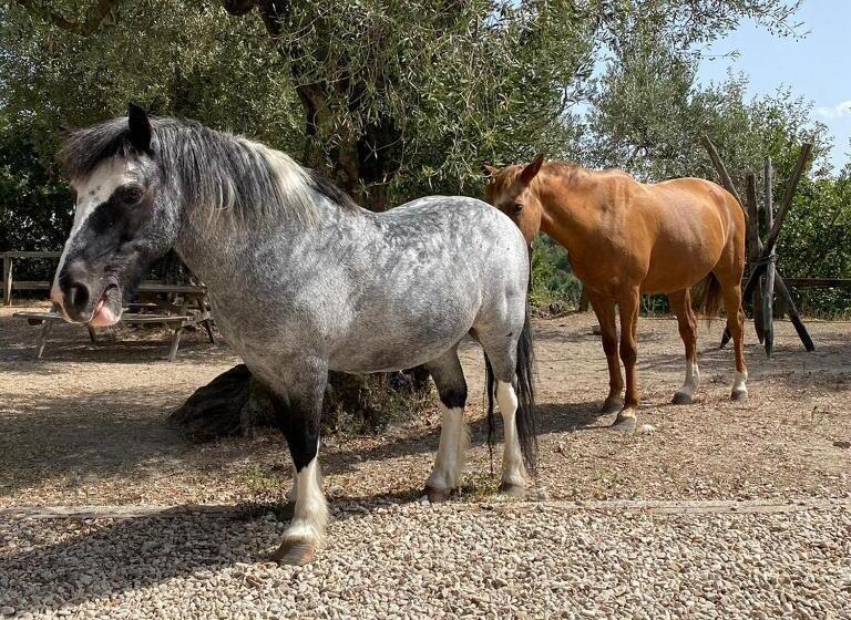 فندق La Masseriola Agriturismo