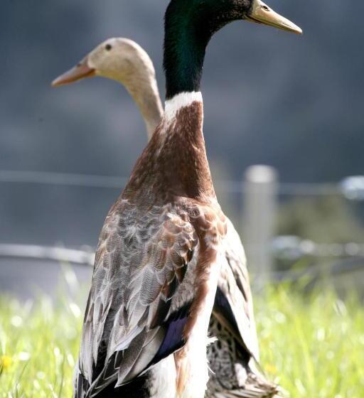 בית מלון כפרי Roanerhof