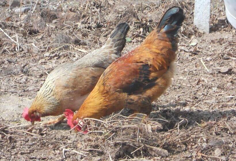 בית מלון כפרי Roanerhof