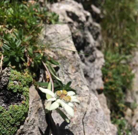 ホテル Sule Hof Agriturismo