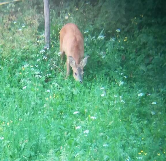 B&b Panorama Dolomiti