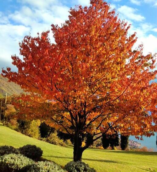 호텔 Agriturismo Casa Del Castagneto