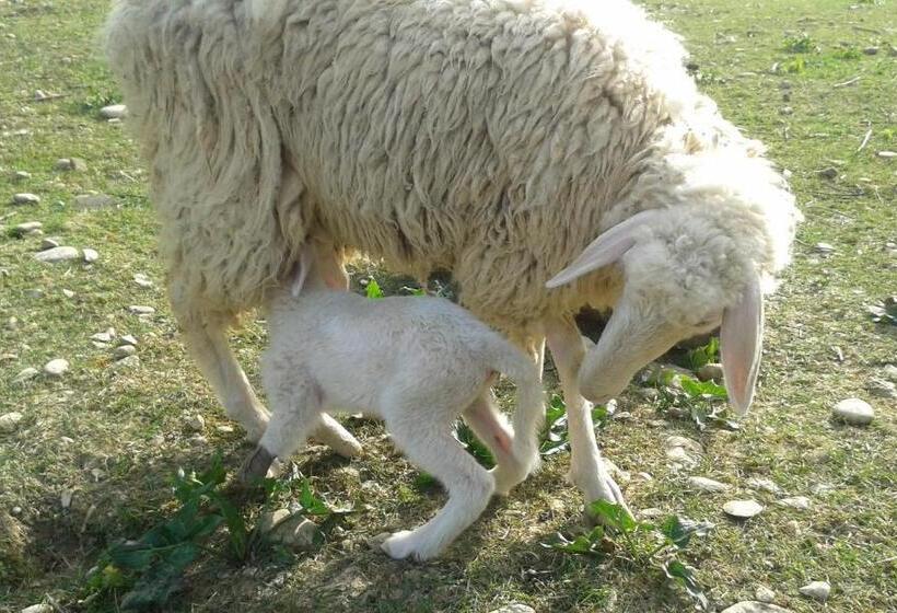 בית מלון כפרי Agriturismo Lucciano