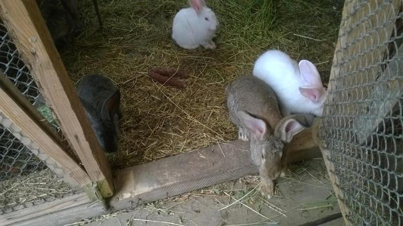 فندق Pensiunea ,,la Struti