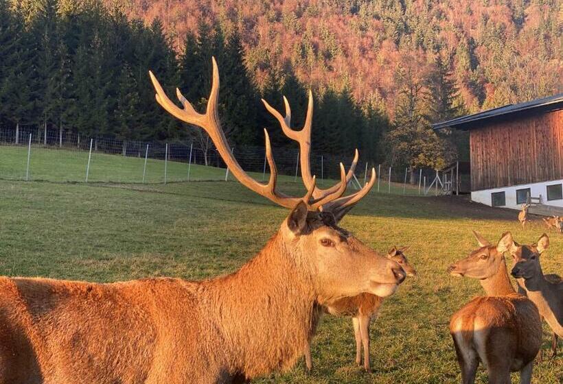 펜션 Berghof Haselsberger