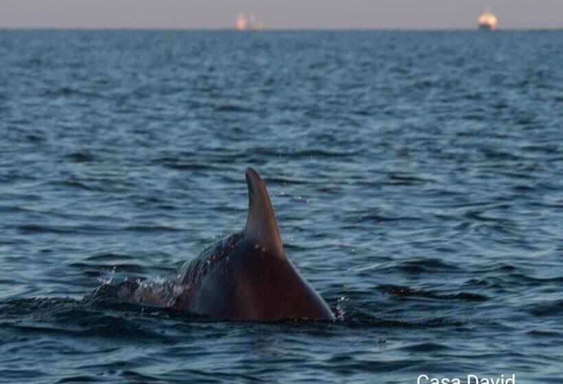 Пансион Casa David