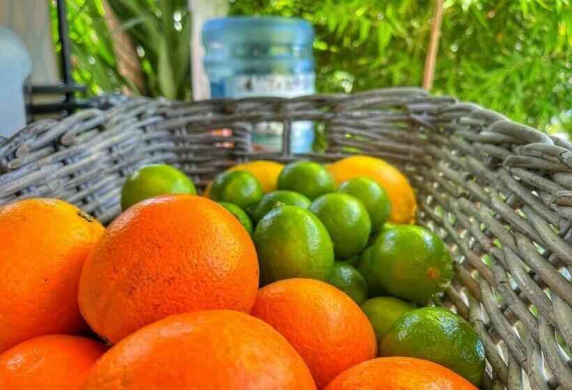 膳宿费 Casa Rico Frade Garden