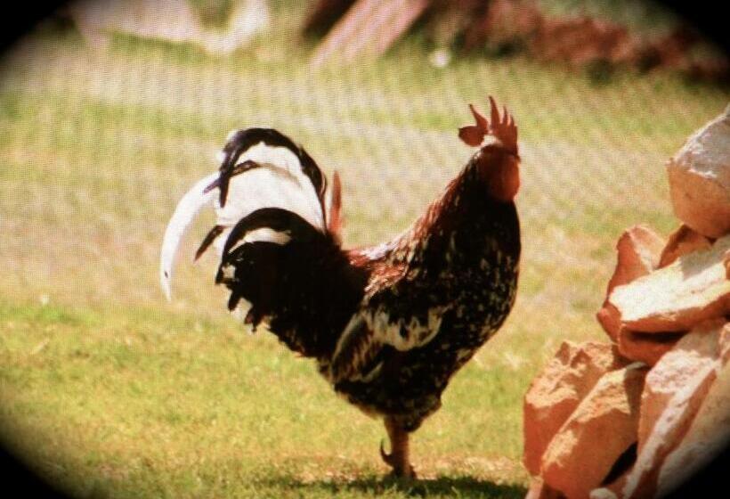 Пансион Ibis Nest