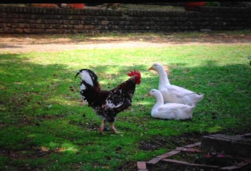 Пансион Ibis Nest