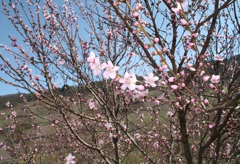 ペンション Weingut Brennerei Gästehaus Emil Dauns