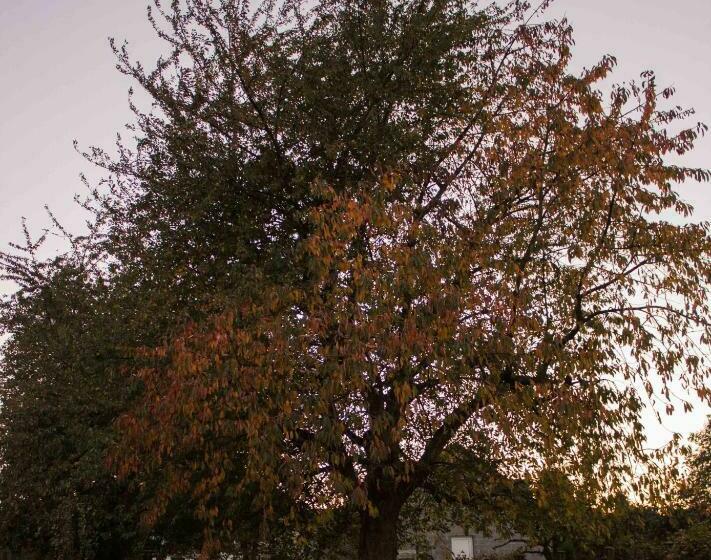 B&b Den Boomgaard Moorsel