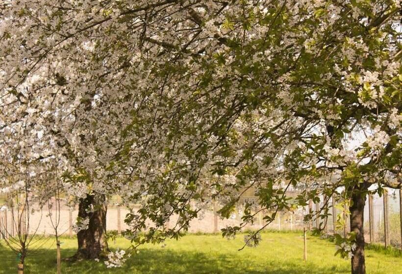 B&b Den Boomgaard Moorsel