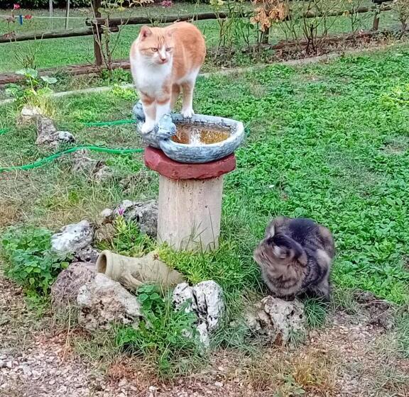 צימר Boscodisotto