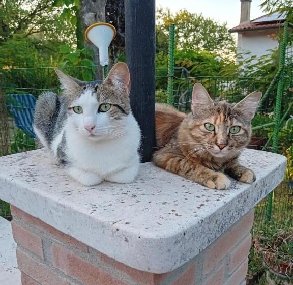 צימר Boscodisotto