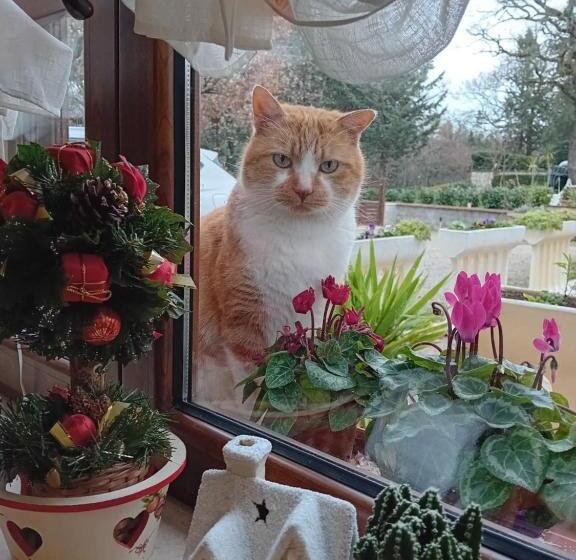 צימר Boscodisotto