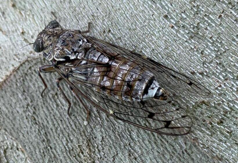 مبيت وإفطار Mas De Chantounette