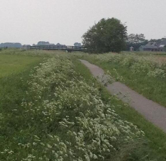 צימר T Laaisterplakky