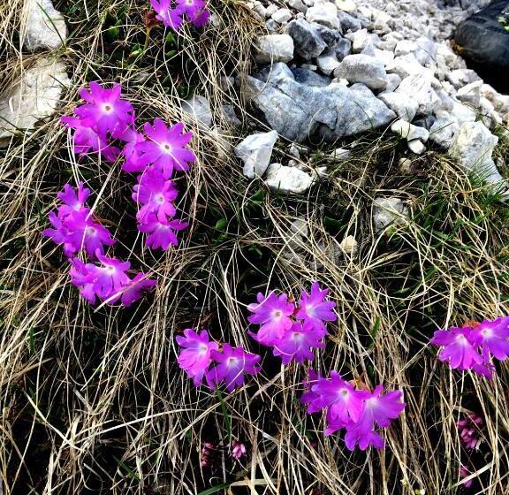 膳宿费 Elisabeth Serfaus Inkl Der Super Sommer Card Im Sommer 2025