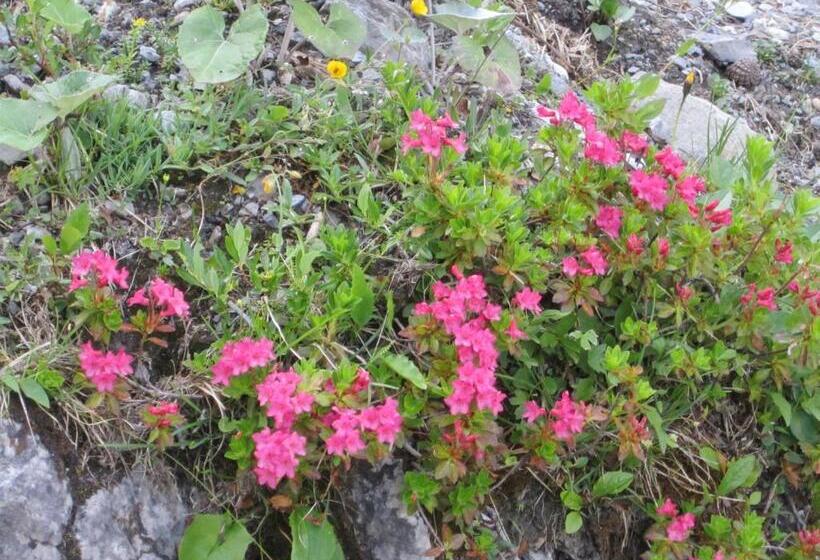 膳宿费 Elisabeth Serfaus Inkl Der Super Sommer Card Im Sommer 2025