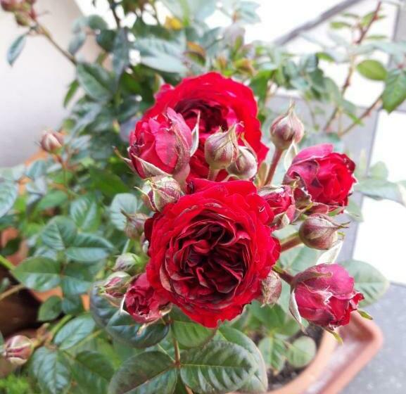 /pension Rosengarten