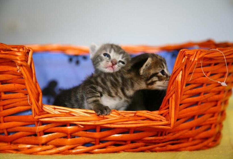 B&b Porchiano Del Monte