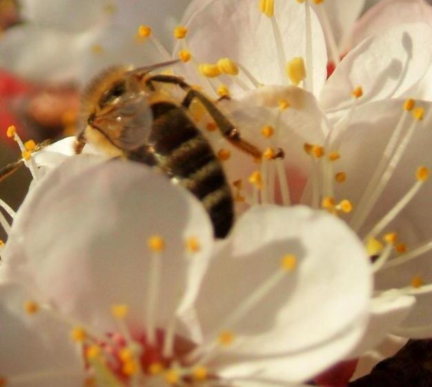 هتل Farmstay Kmetija štekar