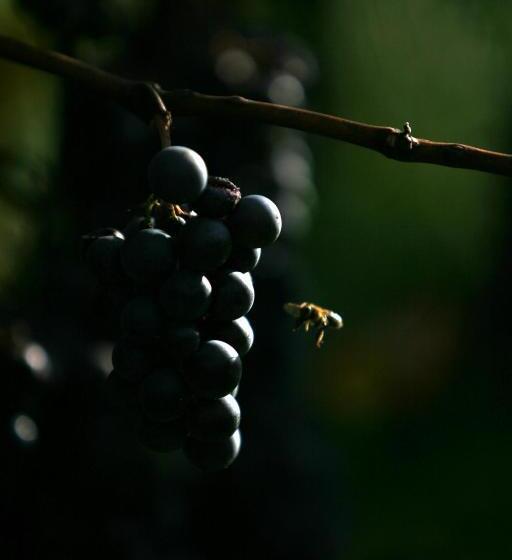 هتل Farmstay Kmetija štekar