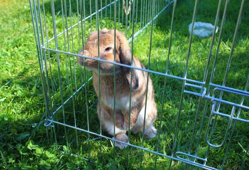 Отель Ferienhof Haindlbauer