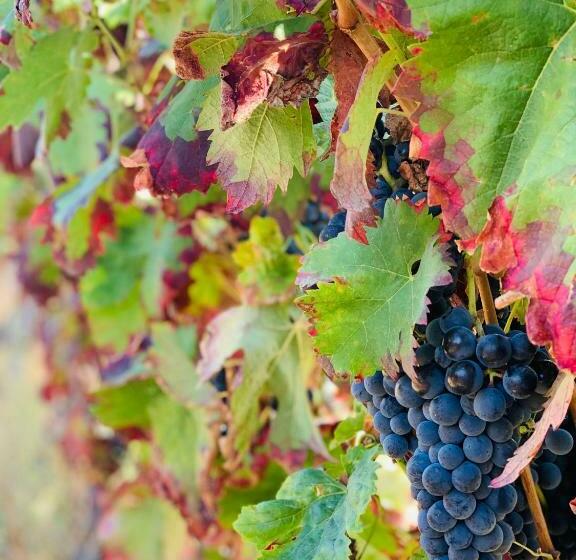 Пансион Casa De Sao Miguel Douro