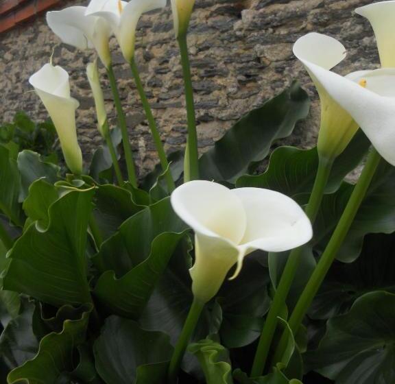 بنسيون Chambres D Hôtes Dinedort