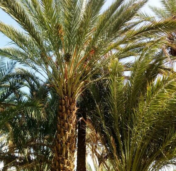 پانسیون Le Chant Des Palmiers