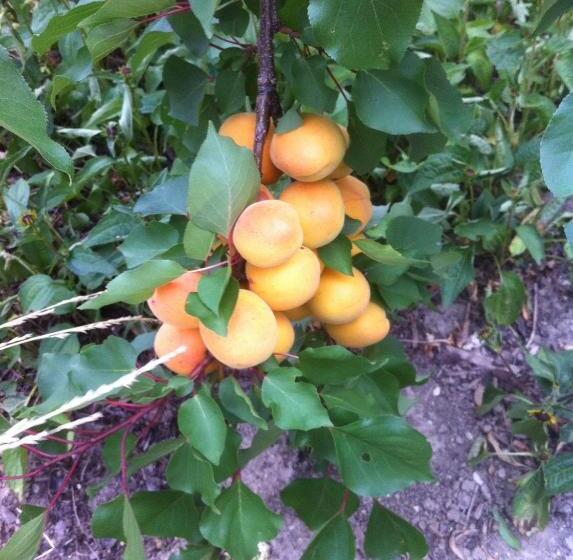 Frühstückspension Täuber