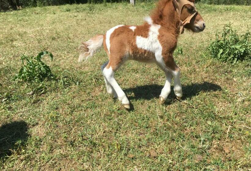 בית מלון כפרי Agriturismo Podere Sottogello