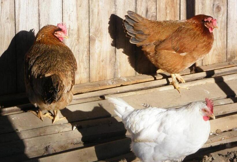 בית מלון כפרי Berghof Thurnergut