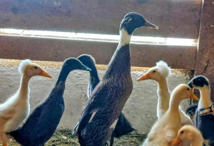 호텔 Familienbauernhof Imitz, Ferienwohnung