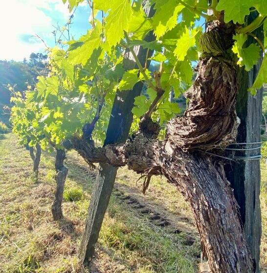 ホテル Private Douro  Quinta Das Susandas