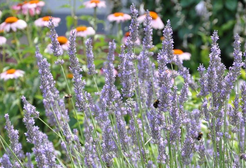 بنسيون Double Two Lodge