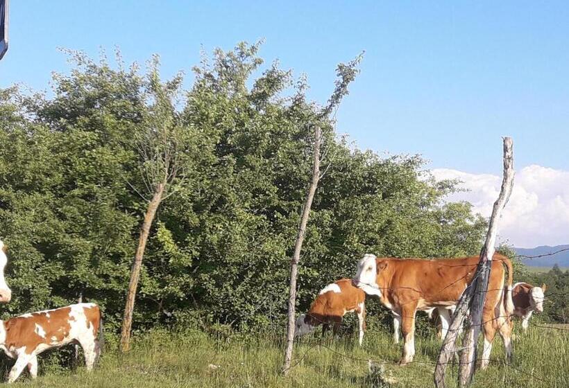 Pensiunea Kyfana Zarnesti