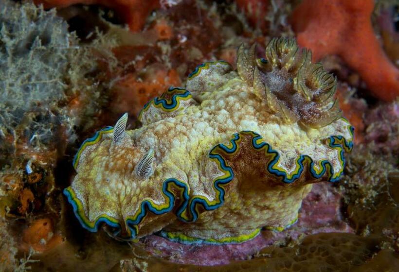 Punta Bulata White Beach Resort & Spa