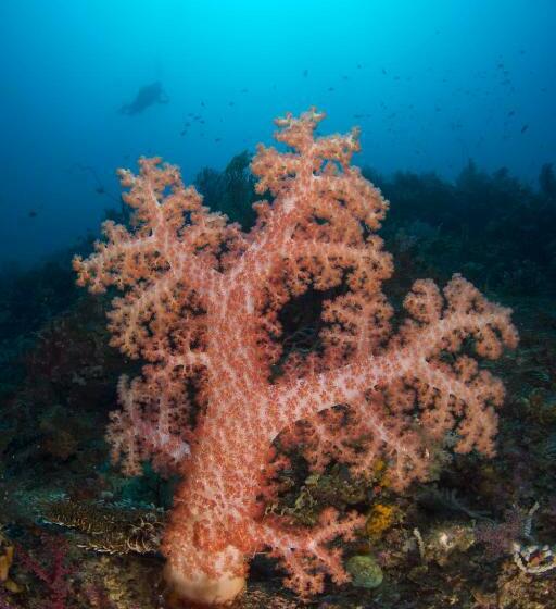 Punta Bulata White Beach Resort & Spa