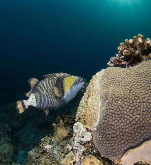 Punta Bulata White Beach Resort & Spa