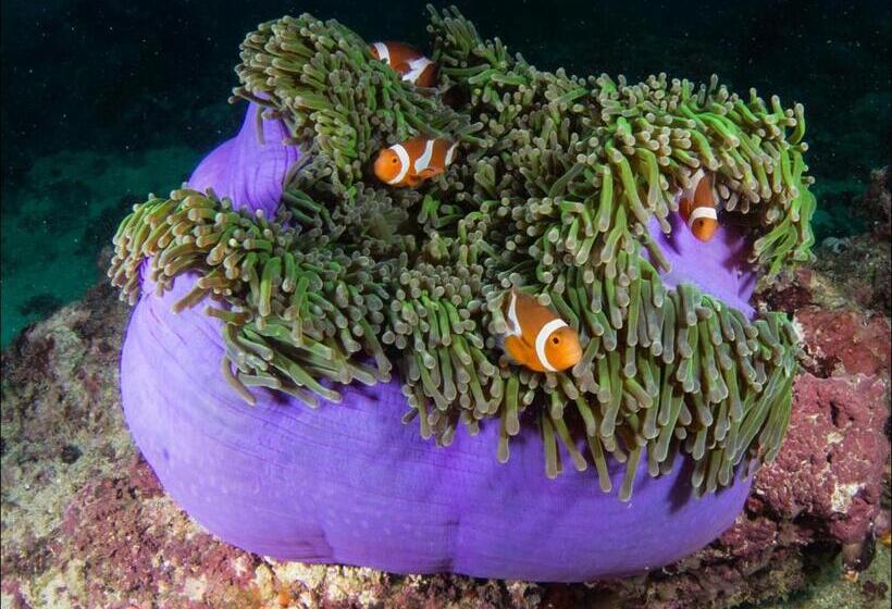 Punta Bulata White Beach Resort & Spa