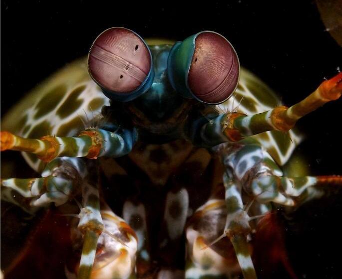 Punta Bulata White Beach Resort & Spa