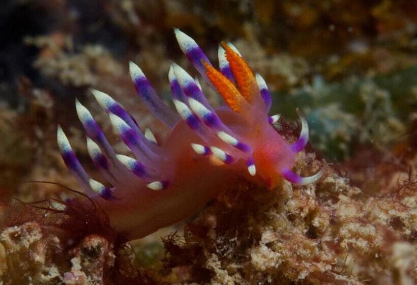 Punta Bulata White Beach Resort & Spa