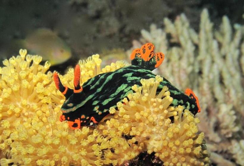 Punta Bulata White Beach Resort & Spa