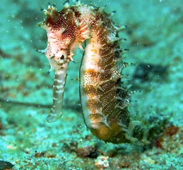 Punta Bulata White Beach Resort & Spa