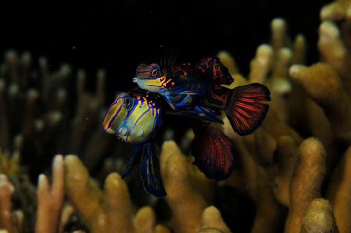 Punta Bulata White Beach Resort & Spa