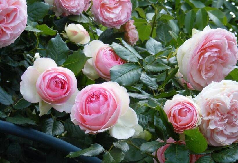 住宿加早餐 Chambres D Hôtes Vignes Et Loire