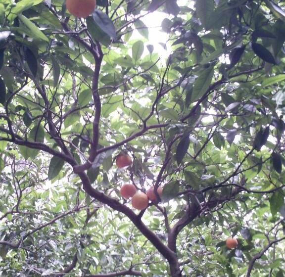 민박 Il Giardino Di Tonia   Oplontis Guest House   Bed & Garden