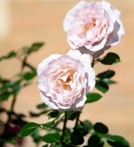 צימר Jane Laur   Honfleur